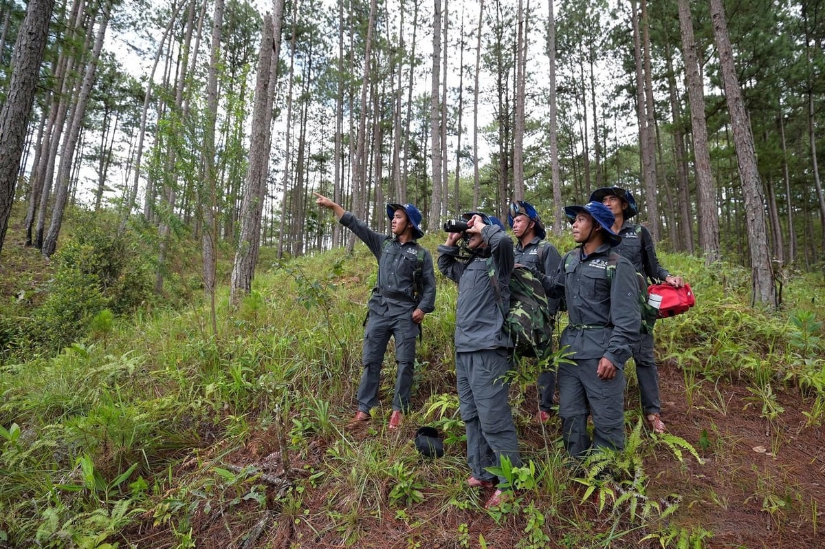 Cán bộ Ban quản lý Rừng phòng hộ đầu nguồn Đa Nhim tuần tra rừng. Ảnh: Tùng Đinh. Cán bộ Ban quản lý Rừng phòng hộ đầu nguồn Đa Nhim tuần tra rừng. Ảnh: Tùng Đinh.