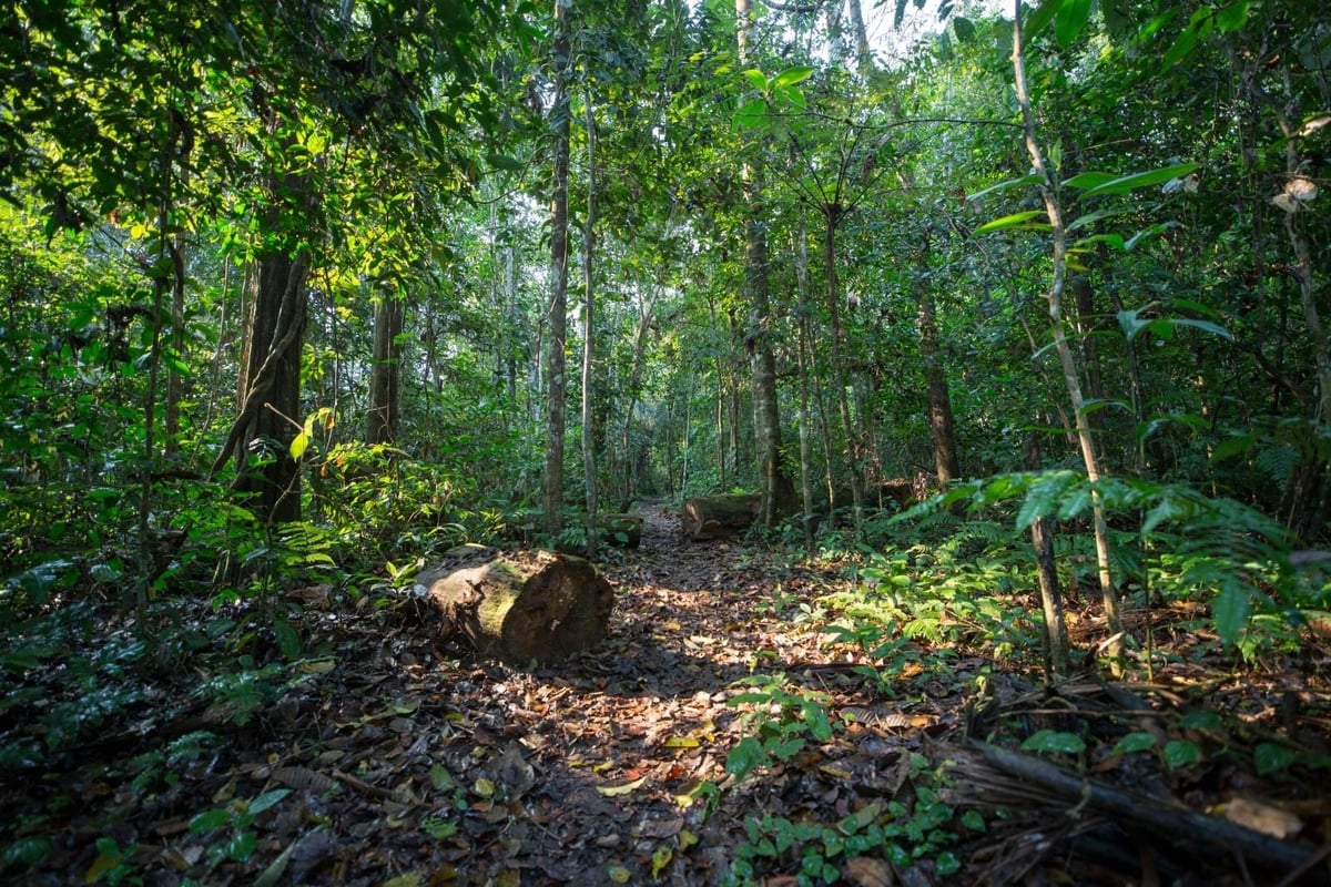Việt Nam có tiềm năng lớn về tín chỉ carbon rừng. Ảnh: Vnforest. Việt Nam có tiềm năng lớn về tín chỉ carbon rừng. Ảnh: Vnforest.