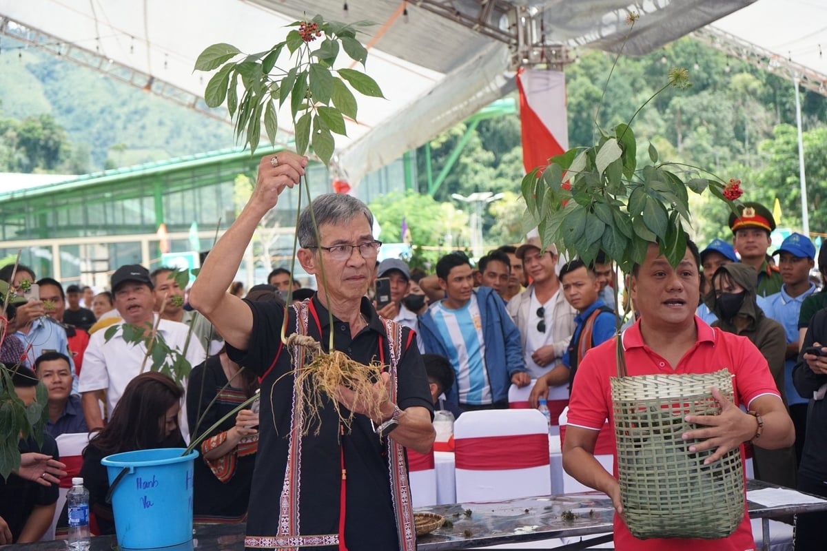 TP Đà Nẵng sẽ dời thời gian tổ chức lễ hội sâm Ngọc Linh và dược liệu sang năm 2026. Ảnh: L.K. TP Đà Nẵng sẽ dời thời gian tổ chức lễ hội sâm Ngọc Linh và dược liệu sang năm 2026. Ảnh: L.K.