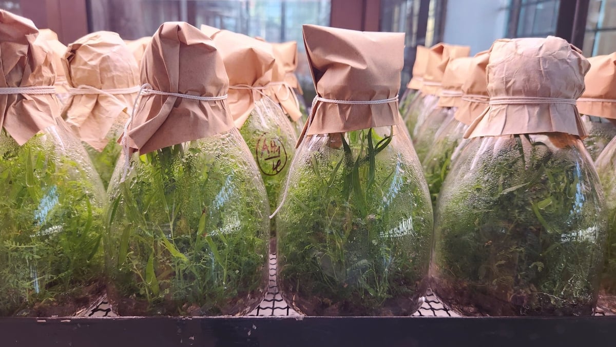 Giống là yếu tố quan trọng trong việc phát triển rừng bền vững. Ảnh: Nguyễn Thành. Giống là yếu tố quan trọng trong việc phát triển rừng bền vững. Ảnh: Nguyễn Thành.