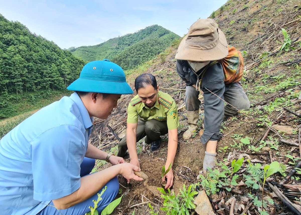 Cây giống sản xuất bằng bầu hữu cơ siêu nhẹ đã được đưa vào trồng tại một số cánh rừng của Công ty TNHH Lâm nghiệp Yên Sơn và cho kết quả tích cực. Ảnh: Đào Thanh. Cây giống sản xuất bằng bầu hữu cơ siêu nhẹ đã được đưa vào trồng tại một số cánh rừng của Công ty TNHH Lâm nghiệp Yên Sơn và cho kết quả tích cực. Ảnh: Đào Thanh.