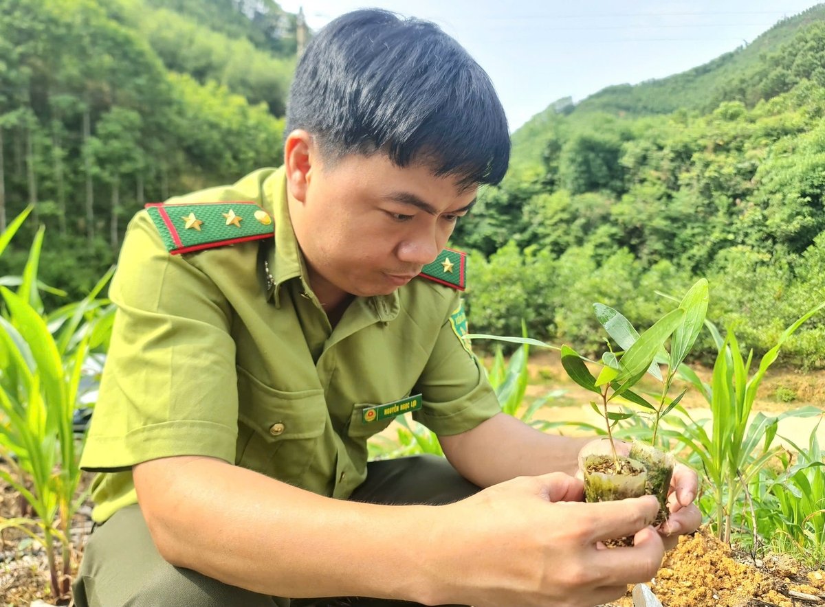 Sản xuất giống cây lâm nghiệp bằng bầu hữu cơ siêu nhẹ có nhiều ưu điểm vượt trội so với phương pháp sản xuất bằng bầu nilon. Ảnh: Đào Thanh. Sản xuất giống cây lâm nghiệp bằng bầu hữu cơ siêu nhẹ có nhiều ưu điểm vượt trội so với phương pháp sản xuất bằng bầu nilon. Ảnh: Đào Thanh.