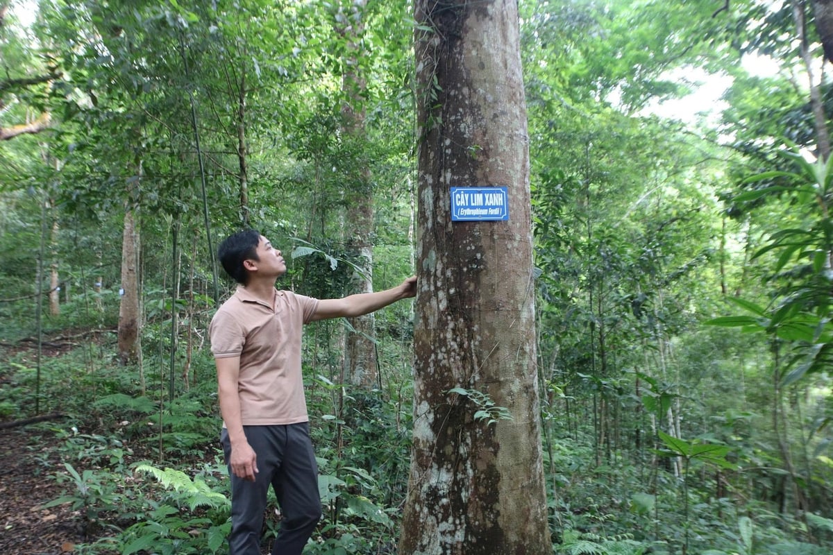 Ngoài cây keo, Quảng Ninh cũng tập trung phát triển các cánh rừng gỗ lớn để gia tăng giá trị. Ảnh: Nguyễn Thành. Ngoài cây keo, Quảng Ninh cũng tập trung phát triển các cánh rừng gỗ lớn để gia tăng giá trị. Ảnh: Nguyễn Thành.