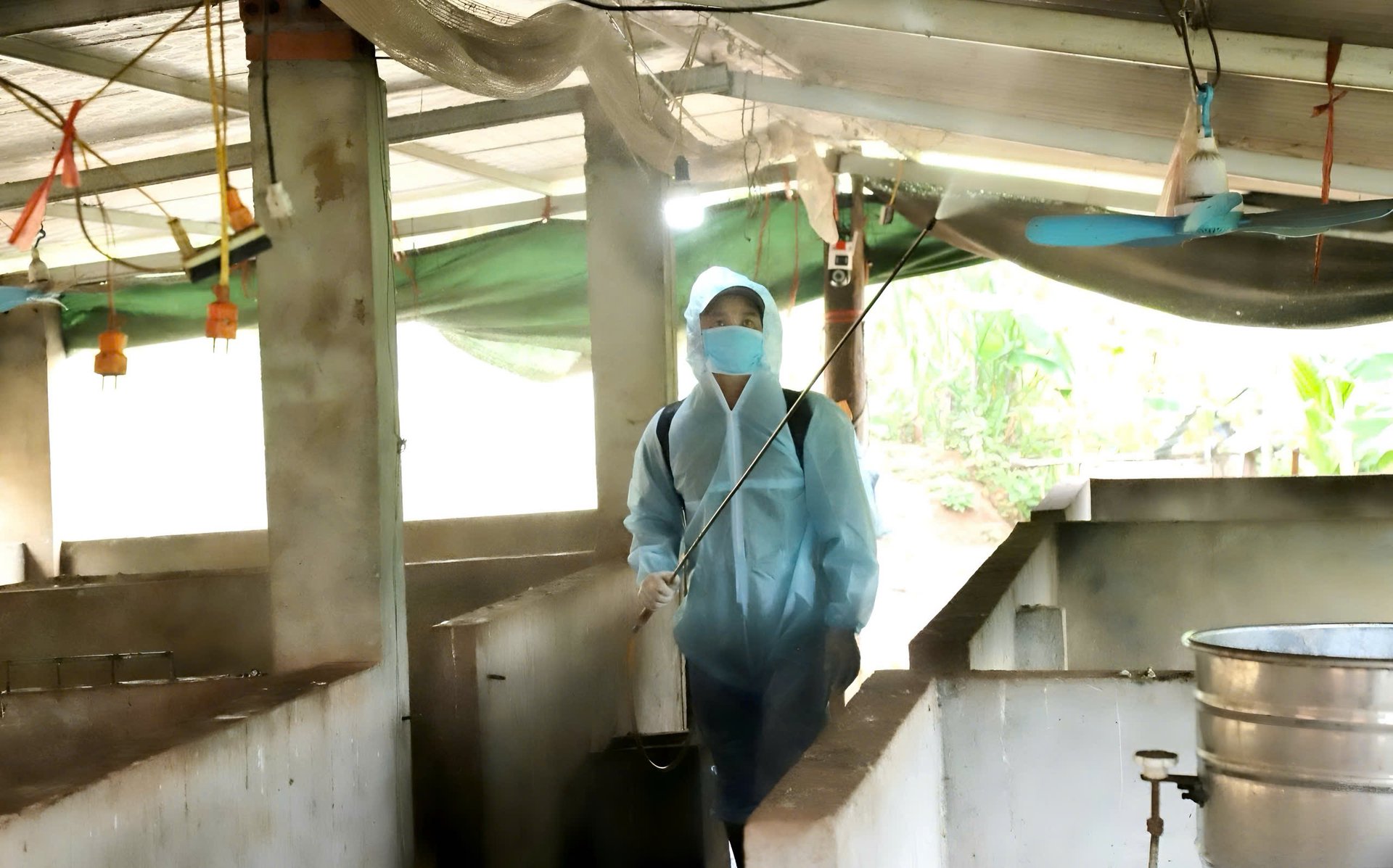 Hộ nuôi lợn tại xã Yên Châu thực hiện phun tiêu độc khử trùng chuồng nuôi lợn. Ảnh: Phan Trang. Hộ nuôi lợn tại xã Yên Châu thực hiện phun tiêu độc khử trùng chuồng nuôi lợn. Ảnh: Phan Trang.