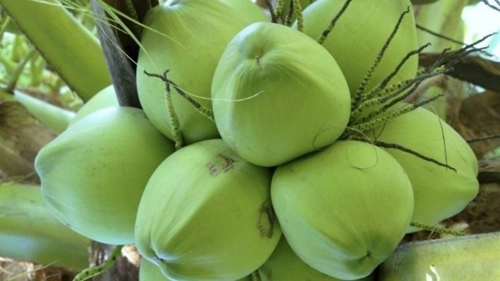 An important solution involves intercropping and integrated farming to increase land value, along with integrating garden ecotourism, developing craft villages, and OCOP products. Photo: TL.