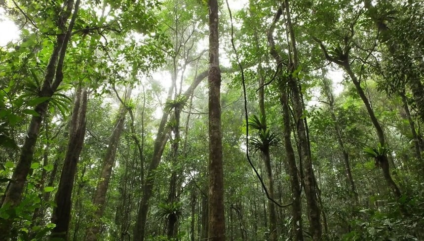 The forests in Ta Dung National Park are strictly protected thanks to the cooperation of the indigenous community.