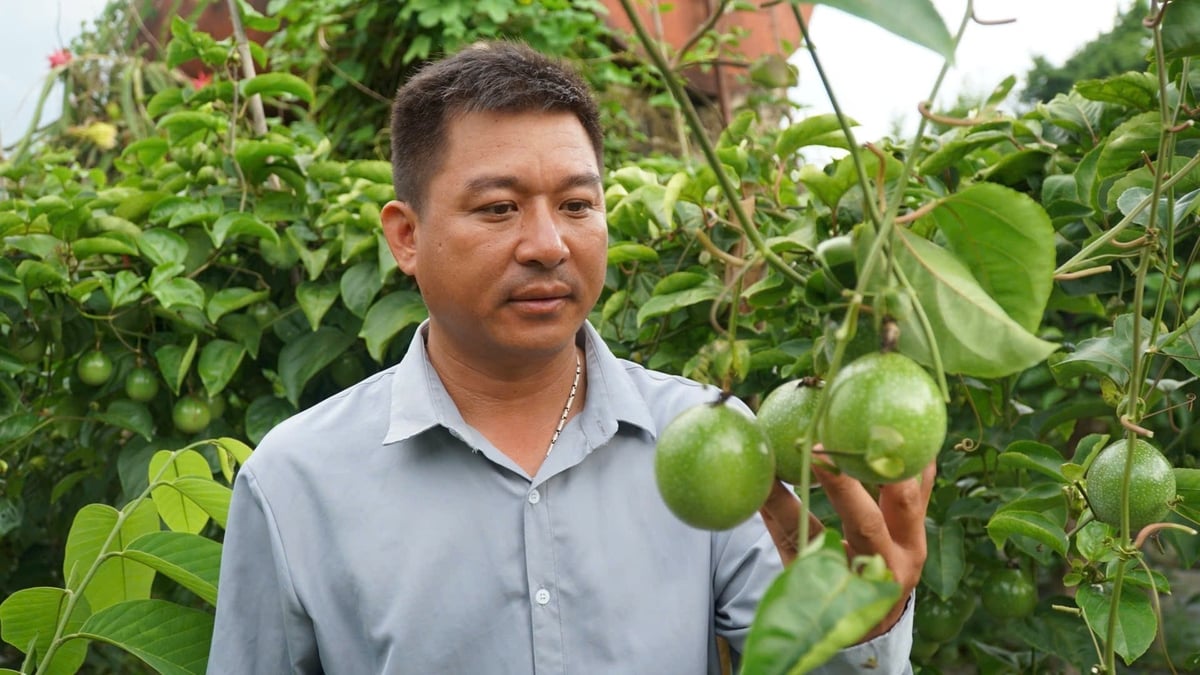 Anh Hưởng dự định sẽ phát triển cây chanh leo lâu dài nếu thu nhập tốt trong năm nay. Ảnh: Đức Bình.