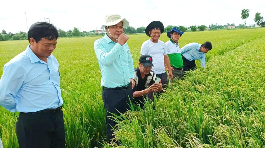Mô hình trình diễn sử dụng hoàn toàn chế phẩm sinh học trên diện tích 2 hecta lúa giống Đài Thơm tại xã Thạnh Phú, TP Cần Thơ. Ảnh: Lê Hoàng Vũ.