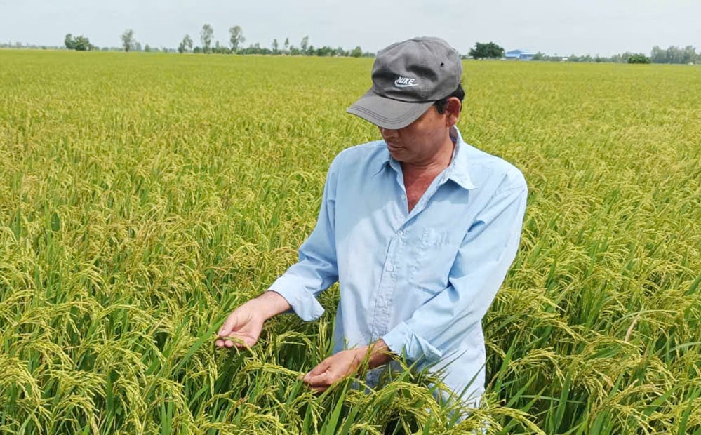 Lúa trong mô hình phát triển tốt, đẻ nhánh khỏe, cứng cây, bông to, hạt nhiều. Ảnh: Lê Hoàng Vũ.