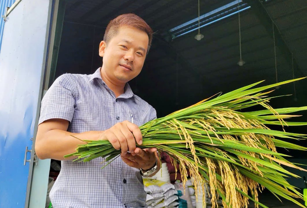 Ruộng lúa sử dụng phân, thuốc hữu cơ sinh học 100% giúp giảm chi phí đầu vào khoảng 10 - 15% so với sản xuất truyền thống. Ảnh: Lê Hoàng Vũ.