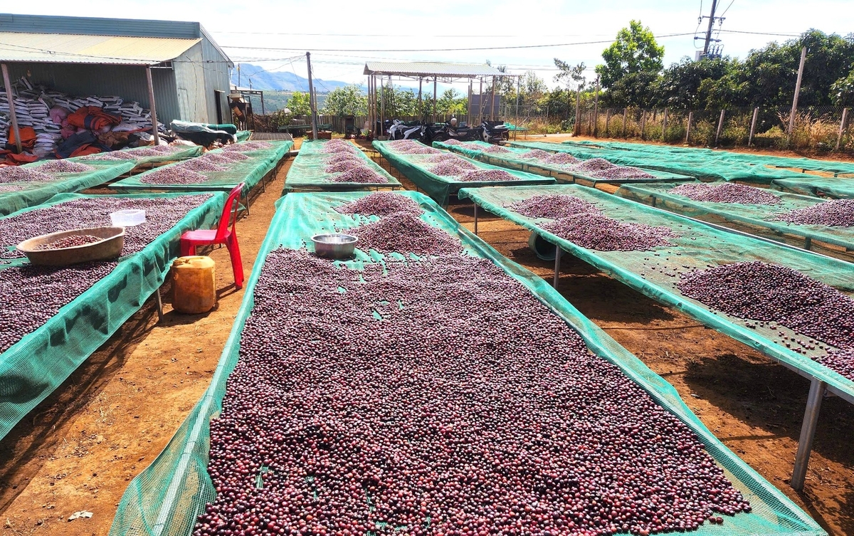 Dak Yang coffee is closely tied to the name of its raw material region. Photo: Tuan Anh.