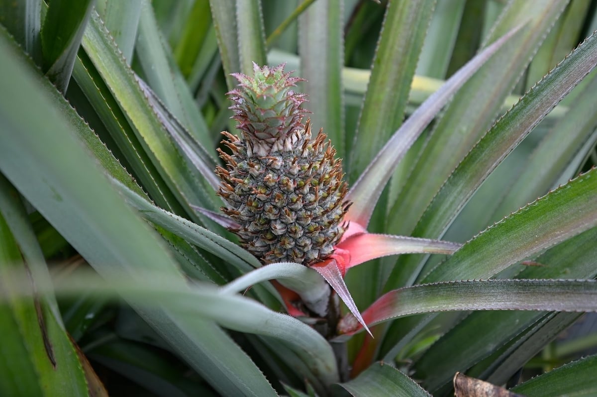 A crucial strategy involves staggered pineapple planting (30-40% of the area) to ensure year-round supply for processing and fresh markets. Photo: Tung Dinh.