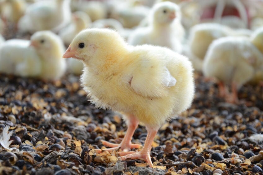 Vaccinating day-old birds ensures early protection and long-lasting immunity, thereby providing disease protection throughout the entire poultry production cycle. Photo: Ceva Animal Health.
