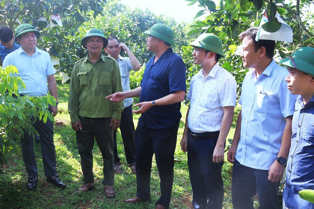 Các đại biểu tham quan vườn bưởi Đoan Hùng tại xã Chân Mộng, tỉnh Phú Thọ. Ảnh: Phạm Hiếu.