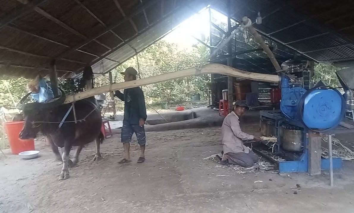 Trâu được sử dụng để quay ép nước mía. Ảnh: Võ Hà