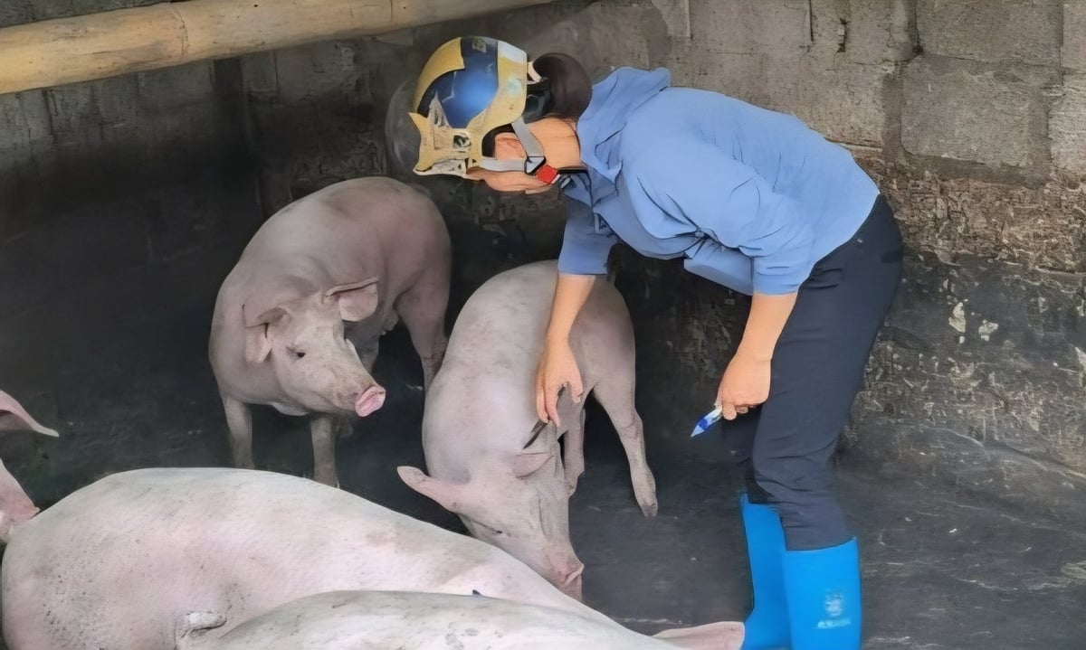 Ngành chức năng Lạng Sơn khuyến cáo người dân chủ động tiêm vacxin phòng dịch cho đàn lợn. Ảnh: Hoàng Hương.