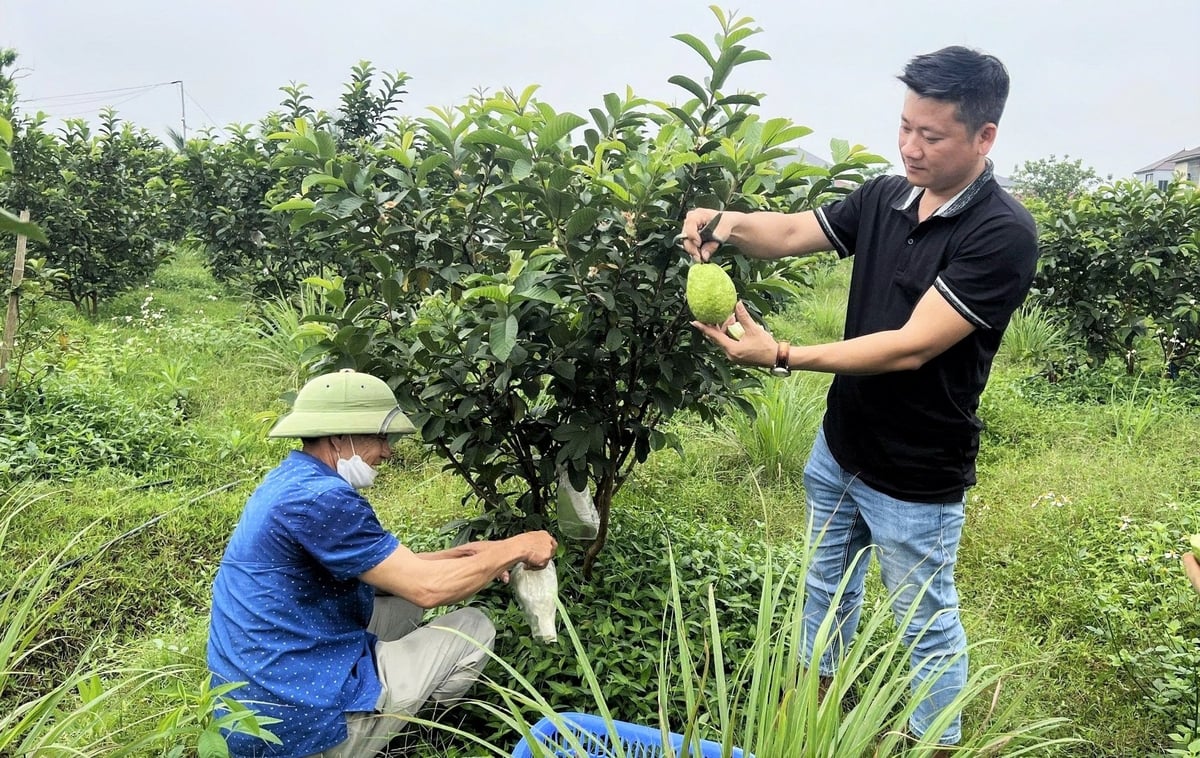 Mô hình trồng ổi hữu cơ của HTX Thanh niên Thành Sen đạt doanh thu khoảng 500 triệu đồng/năm. Ảnh: Thanh Nga.