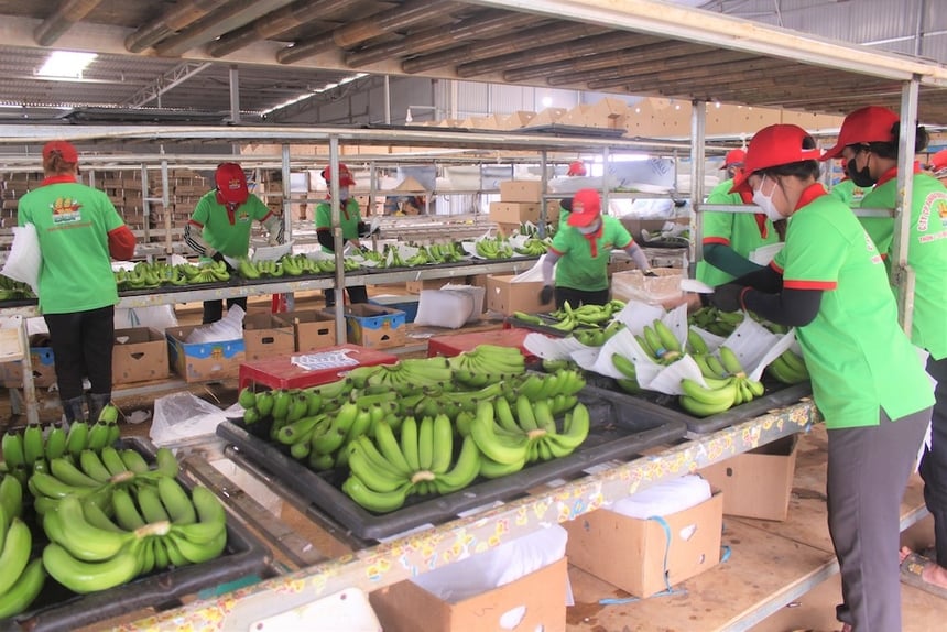 Diversified processing equipment chains increase agricultural value. Photo: VNbusiness.