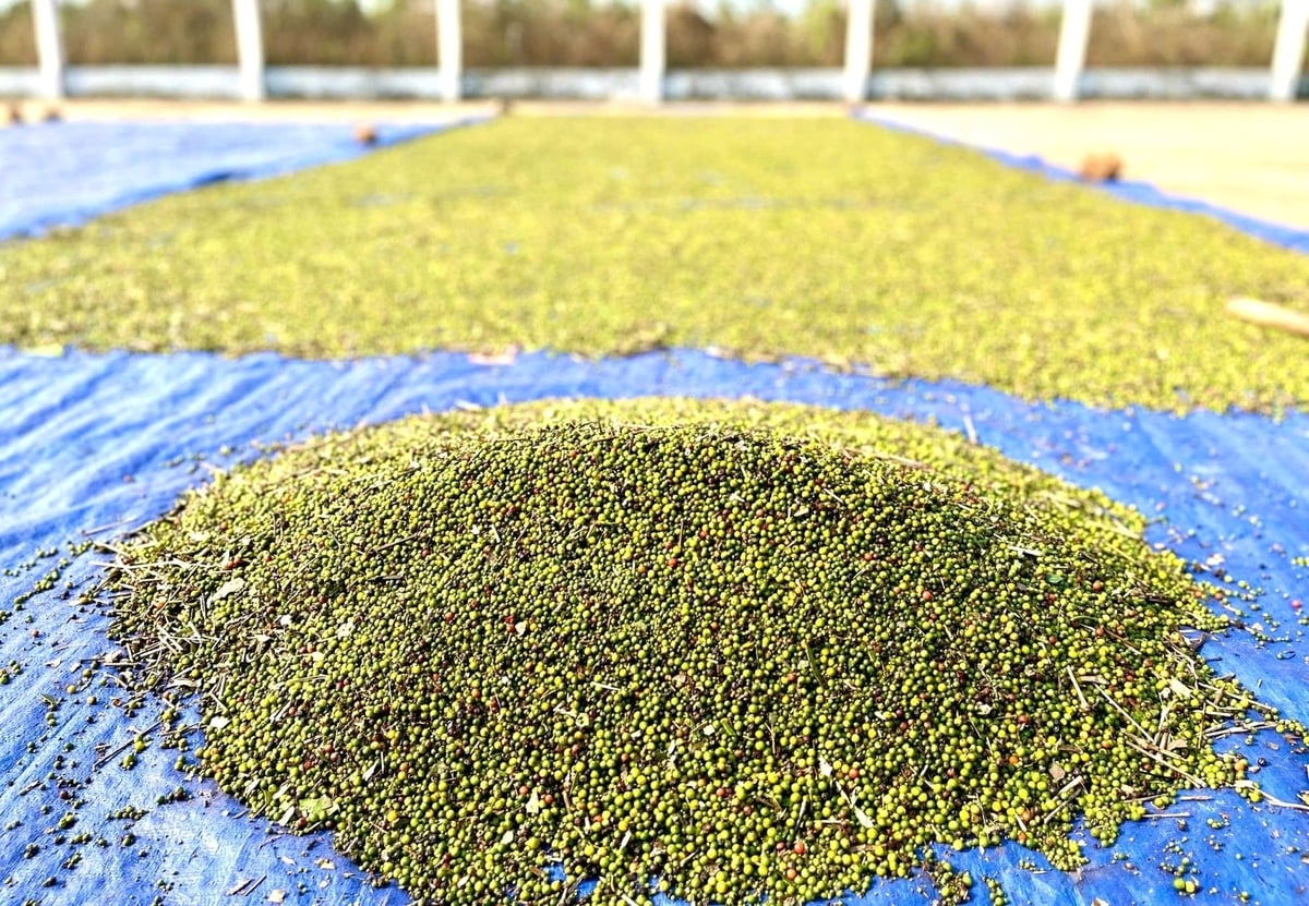 Le Chi pepper has a sweet, fruity flavor combined with a pungent spiciness, and local people consider it a valuable herb. Photo: Tuan Anh.