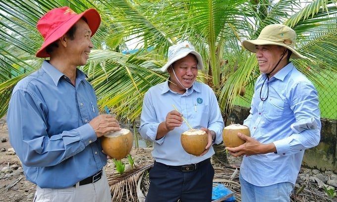 Ngành hàng dừa có tiềm năng lớn để phát triển. Ảnh: Bảo Thắng. Ngành hàng dừa có tiềm năng lớn để phát triển. Ảnh: Bảo Thắng.