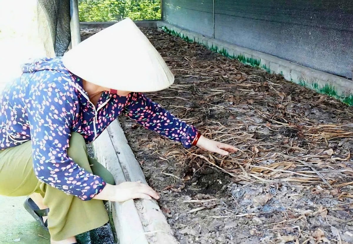 Chị Hoan tận dụng khoảnh đất trống để làm trại nuôi giun quế. Ảnh: Quốc Toản. 