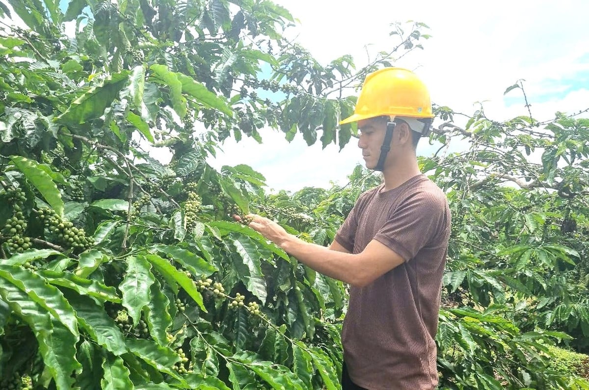 Cooperative also provided significant support regarding market access and guided his family to produce organic coffee according to US and European standards.