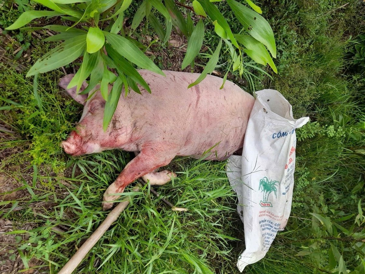 Việc vứt xác gia súc ra môi trường là vi phạm Luật Thú y. Ảnh: Võ Hà Việc vứt xác gia súc ra môi trường là vi phạm Luật Thú y. Ảnh: Võ Hà