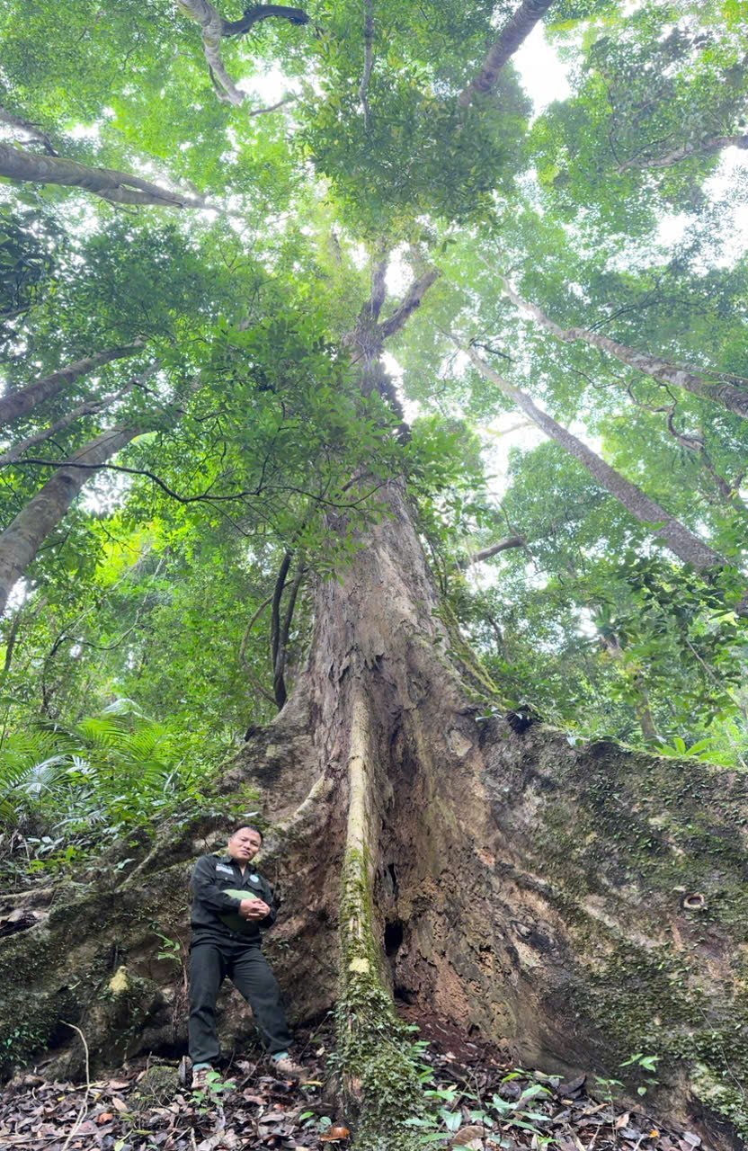 Mr. Khuong Thanh Long, Director of Ta Dung National Park, next to the precious tree that has been preserved for hundreds of years.