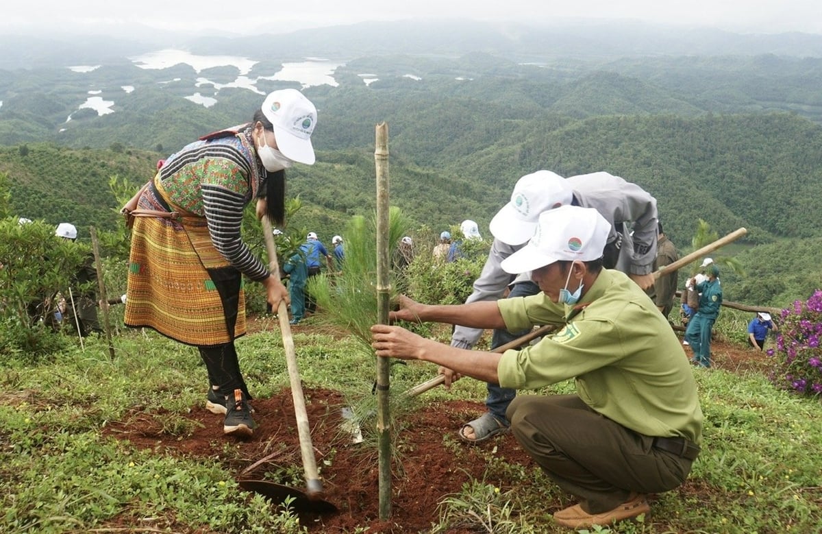 The Ta Dung National Park rangers cooperate with functional agencies and indigenous people to plant more trees.