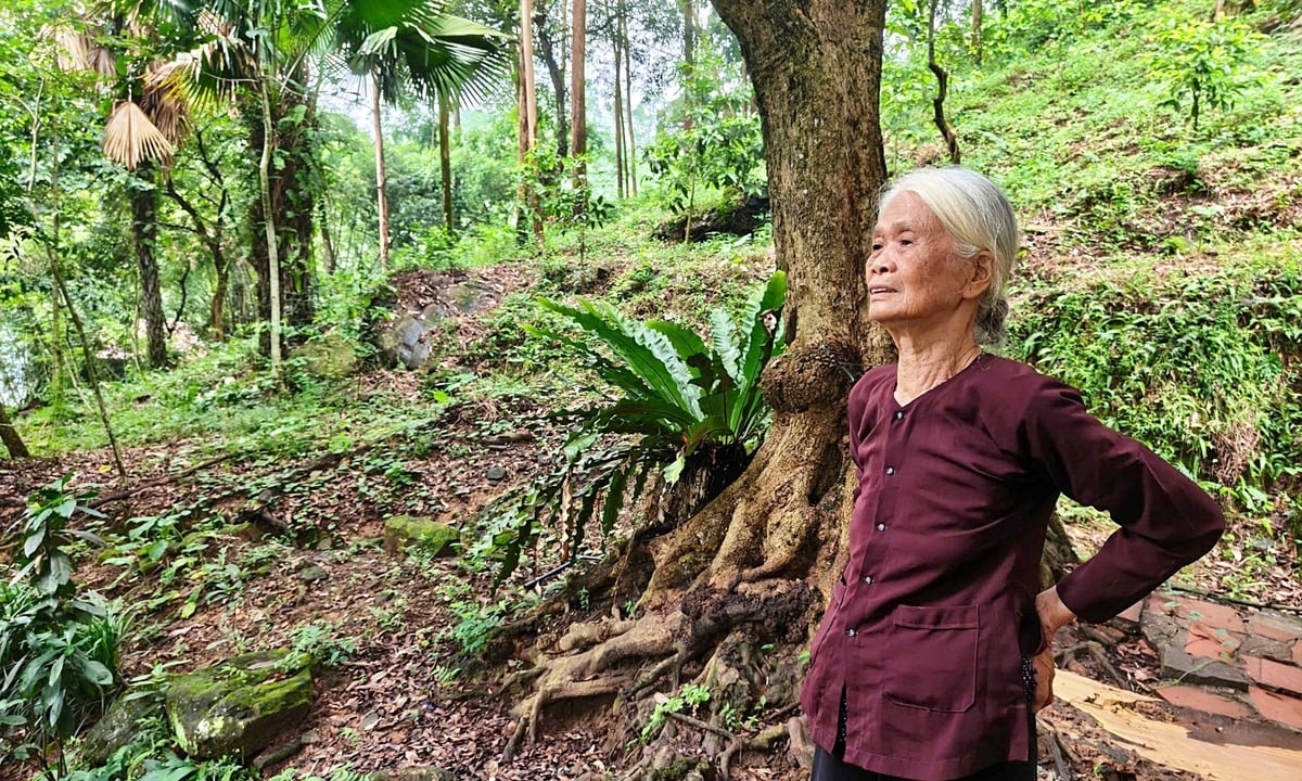Bà Khiêm vẫn giữ thói quen đều đặn leo lên khu đồi sau nhà hằng tuần để quan sát đàn cò và các loài chim về trú ngụ. Ảnh: Phạm Hiếu. Bà Khiêm vẫn giữ thói quen đều đặn leo lên khu đồi sau nhà hằng tuần để quan sát đàn cò và các loài chim về trú ngụ. Ảnh: Phạm Hiếu.