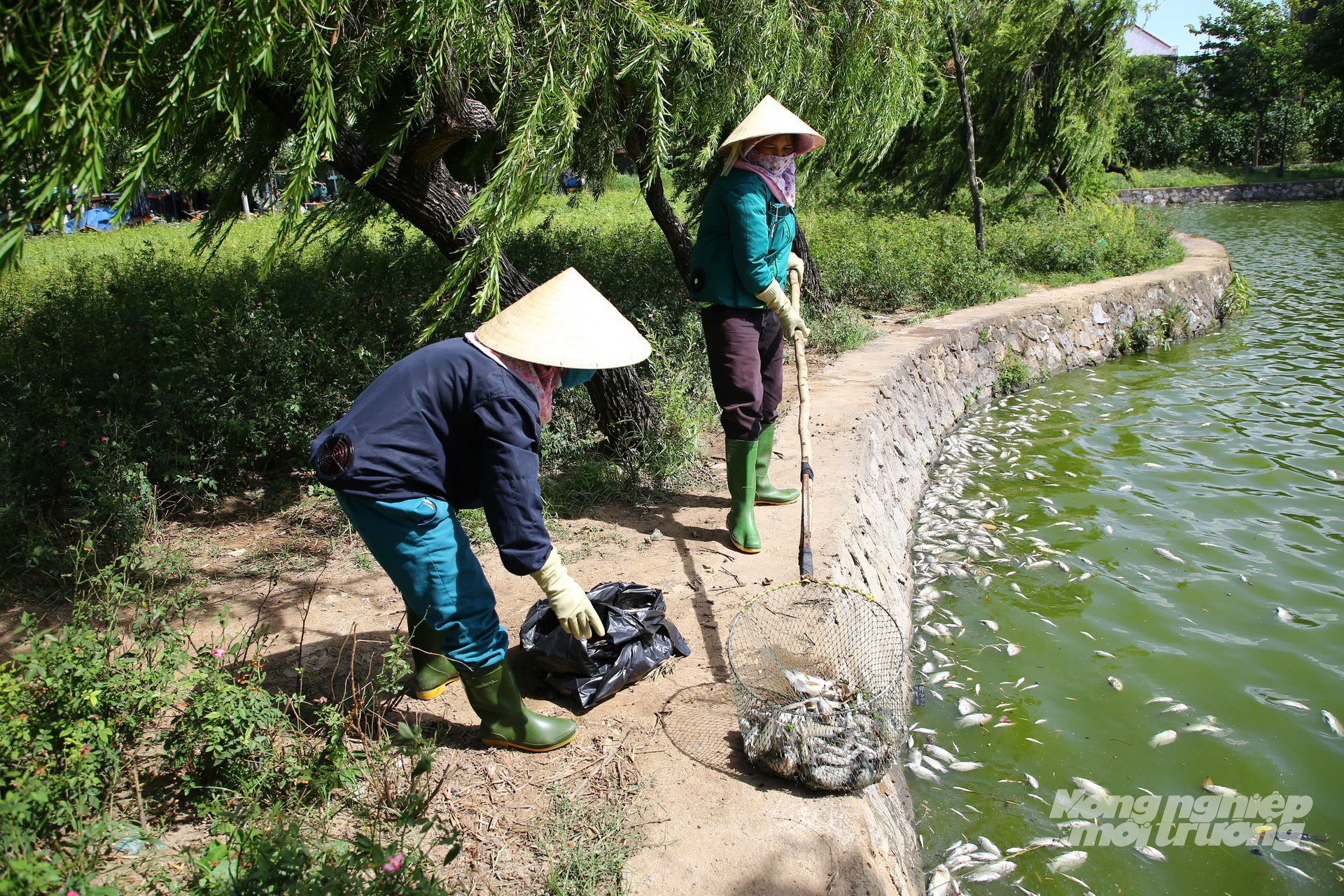 Cứ 2 lần 1 ngày, các công nhân của Trung tâm Công viên - Cây xanh Đồng Hới (Quảng Trị) tiến hành vớt cá chết để giảm thiểu ô nhiễm môi trường. Ảnh: T. Đức.