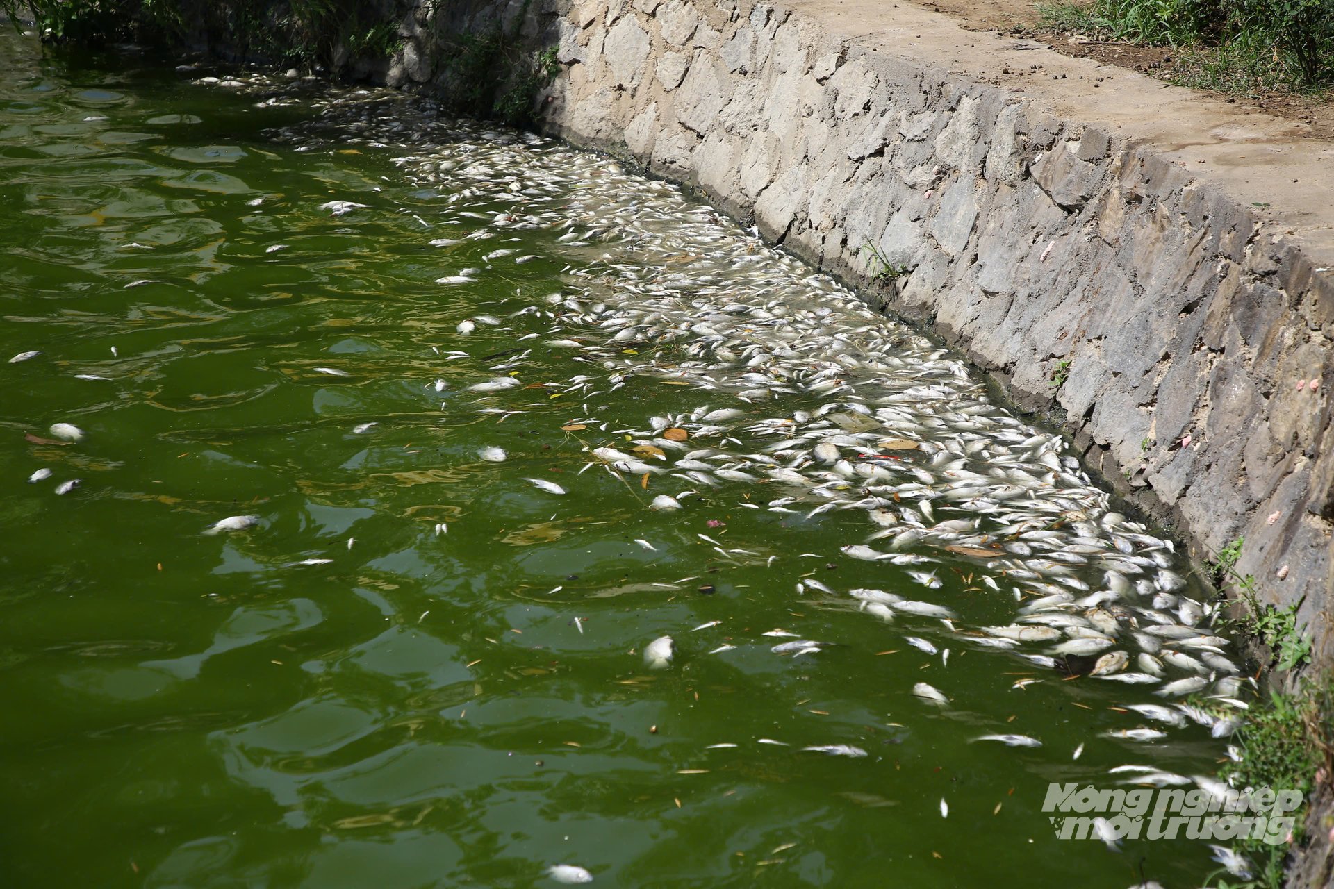 Hàng loạt cá chết bất thường tại hồ Nam Lý (phường Đồng Hới, Quảng Trị) gây ảnh hưởng đến đời sống của người dân. Ảnh: T. Đức.