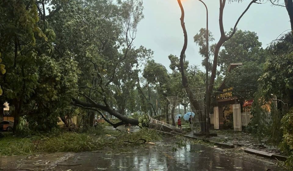 Cây xanh gãy đổ la liệt sau cơn dông.