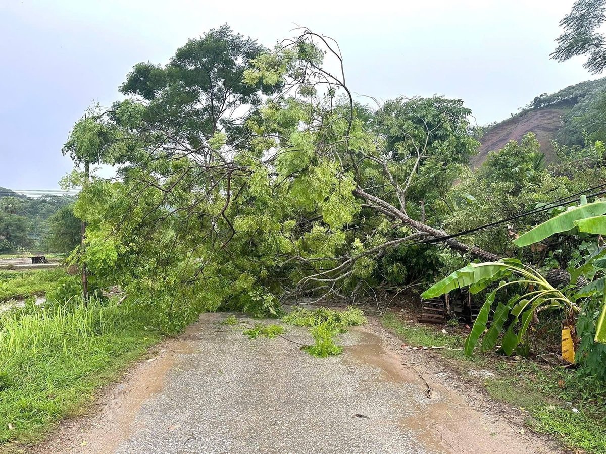 Nhiều cây xanh bị đổ gãy. Ảnh: Thanh Tiến.