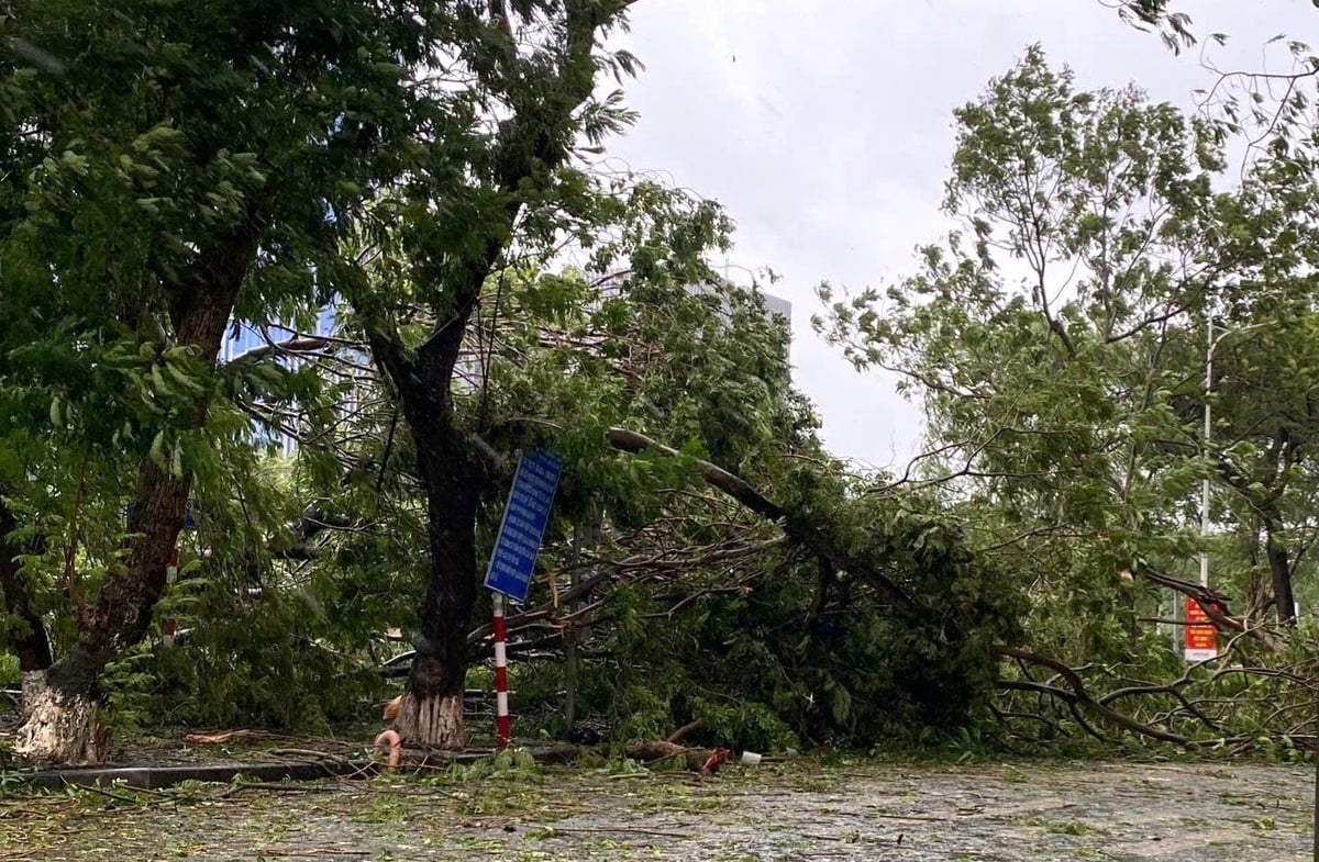 Siêu bão Yagi năm 2024 đã làm gãy đổ hơn 82.000 cây xanh trên các đường phố tại TP Hải Phòng, gây thiệt hại lớn về kinh tế. Ảnh: Đinh Mười.