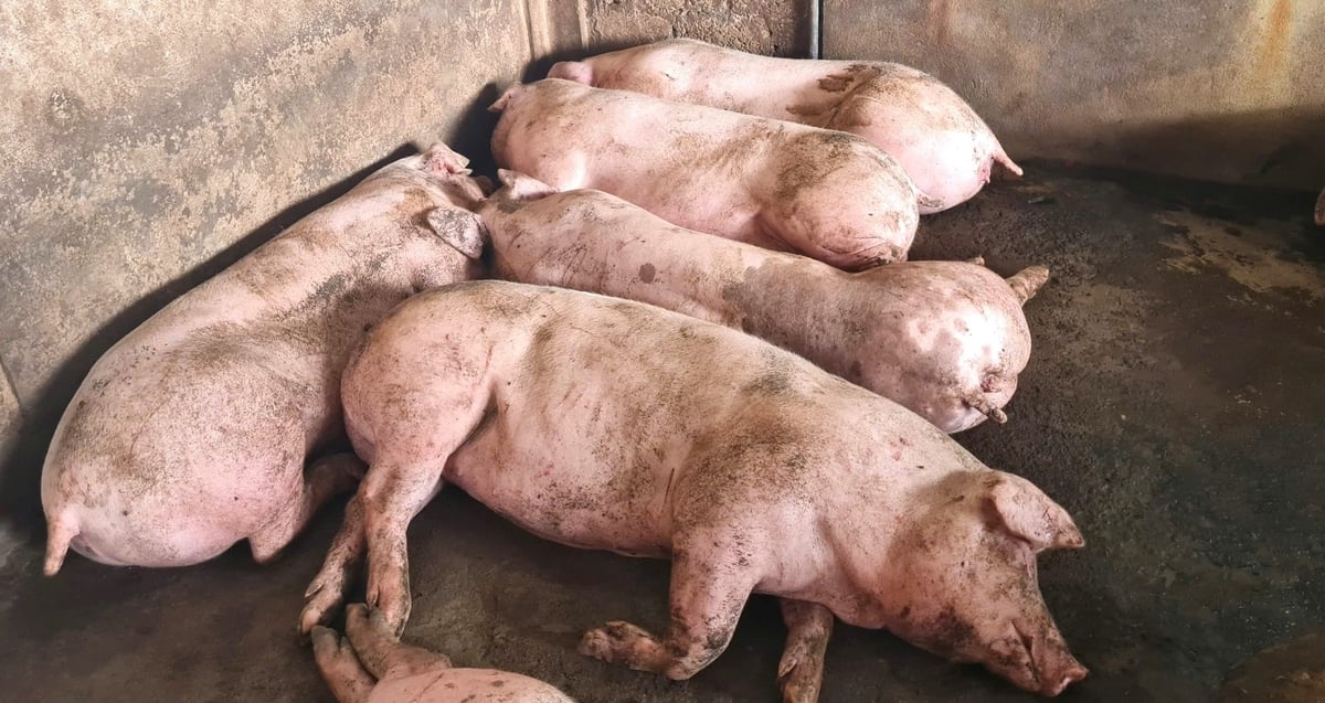 Chăn nuôi nông hộ chiếm tỷ lệ trên 65% là 'nút thắt' lớn trong công tác ứng phó dịch tả lợn Châu Phi của Nghệ An. Ảnh: Việt Khánh. 