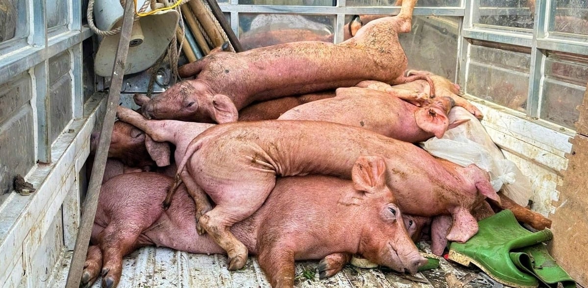 Dịch tả lợn Châu Phi đang bùng phát khá nhanh trên địa bàn Nghệ An. Ảnh: Việt Khánh.