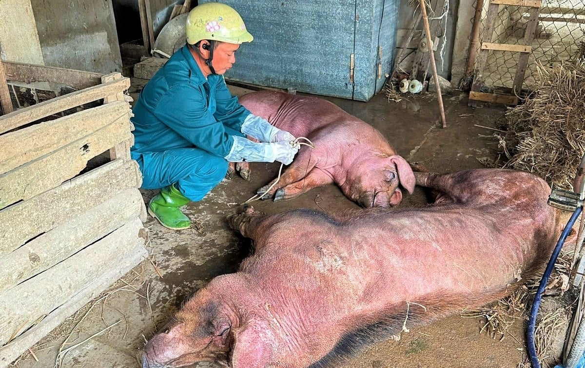Dịch tả lợn Châu Phi gây nên thiệt hại lớn cho người nuôi. Ảnh: Việt Khánh.