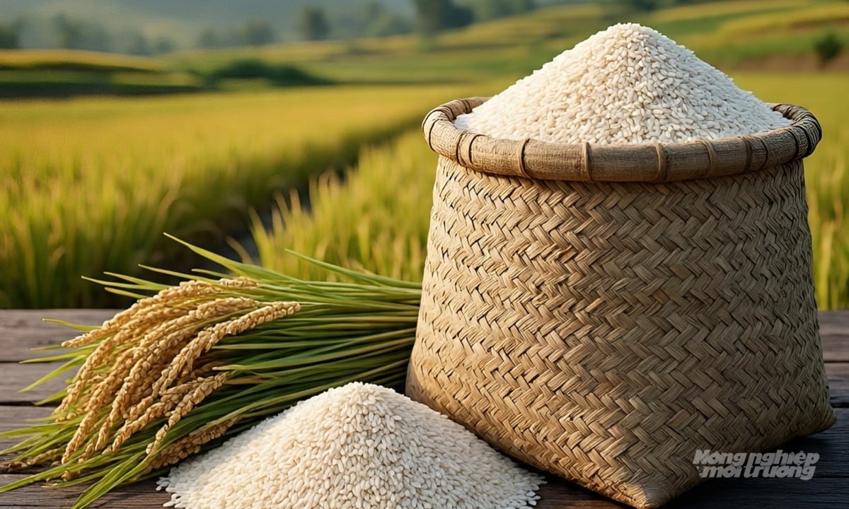 Cập nhật giá lúa gạo hôm nay 19/7/2025 mới nhất Cập nhật giá lúa gạo hôm nay 19/7/2025 mới nhất