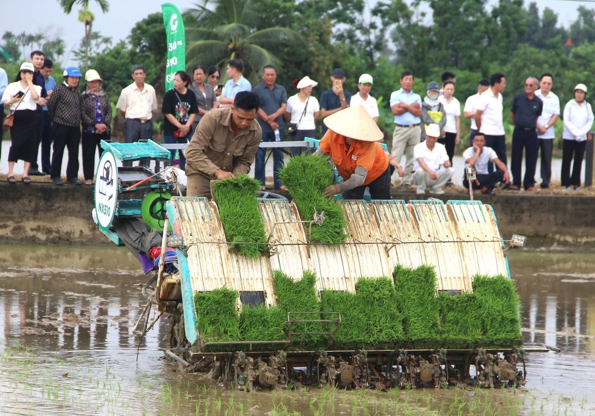Gần 60 ha lúa vừa được gieo cấy tại TP Hải Phòng đang đứng nguy cơ thiệt hại lớn nếu bão WIPHA đổ bộ. Ảnh: Đinh Mười. Gần 60 ha lúa vừa được gieo cấy tại TP Hải Phòng đang đứng nguy cơ thiệt hại lớn nếu bão WIPHA đổ bộ. Ảnh: Đinh Mười.