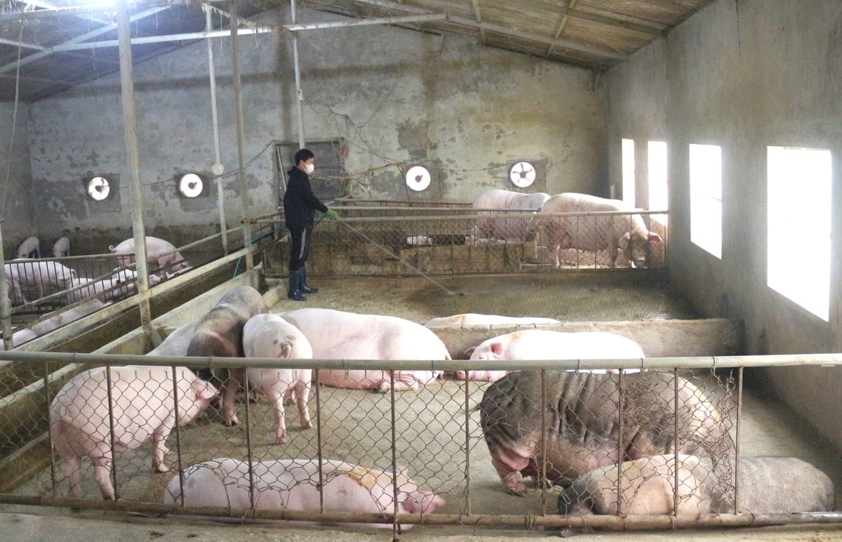 Thủ tướng yêu cầu các địa phương huy động lực lượng, các nguồn lực hợp pháp để kịp thời phát hiện, xử lý dứt điểm các ổ dịch, không để bùng phát dịch bệnh, hạn chế phát sinh ổ dịch mới. Ảnh: Phạm Hiếu. Thủ tướng yêu cầu các địa phương huy động lực lượng, các nguồn lực hợp pháp để kịp thời phát hiện, xử lý dứt điểm các ổ dịch, không để bùng phát dịch bệnh, hạn chế phát sinh ổ dịch mới. Ảnh: Phạm Hiếu.