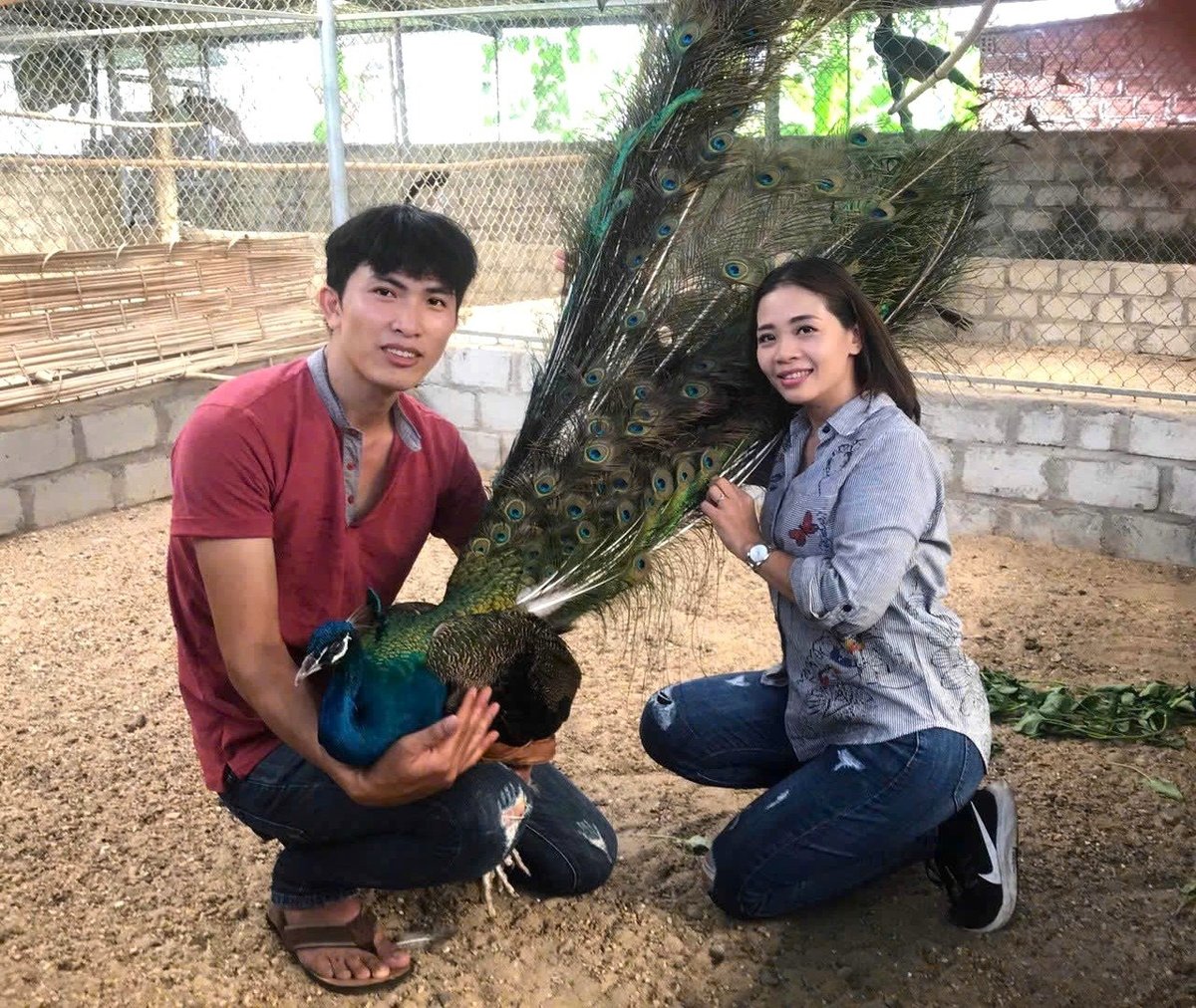 Sau khi trừ các chi phí, mỗi năm gia đình anh thu lãi 500-600 triệu đồng từ kinh doanh loại chim này. Ảnh: Đinh Mười. Sau khi trừ các chi phí, mỗi năm gia đình anh thu lãi 500-600 triệu đồng từ kinh doanh loại chim này. Ảnh: Đinh Mười.