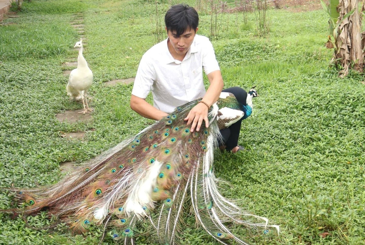 Anh Trần Văn Dũng vui vẻ 'khoe' những chú chim công đã thuần hóa với bộ lông sặc sỡ. Ảnh: Đinh Mười. Anh Trần Văn Dũng vui vẻ 'khoe' những chú chim công đã thuần hóa với bộ lông sặc sỡ. Ảnh: Đinh Mười.