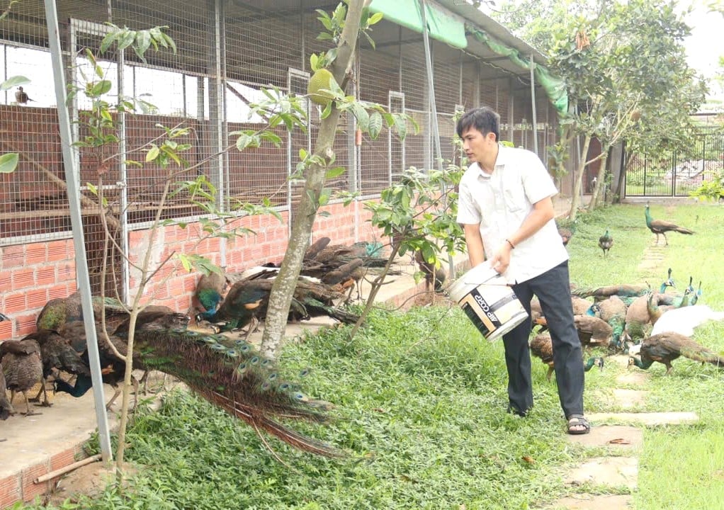Anh Trần Văn Dũng mất 15 năm theo đuổi đam mê với hàng loạt khó khăn bủa vây để có cơ ngơi như hiện nay. Ảnh: Đinh Mười. Anh Trần Văn Dũng mất 15 năm theo đuổi đam mê với hàng loạt khó khăn bủa vây để có cơ ngơi như hiện nay. Ảnh: Đinh Mười.