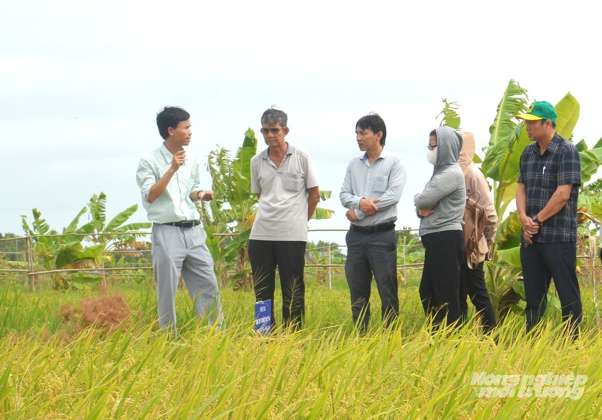TS Nguyễn Văn Sinh (bìa trái) trao đổi với nông dân về cách tuyến trùng gây hại cho lúa và áp dụng các biện pháp phòng trừ. Ảnh: Trung Chánh. TS Nguyễn Văn Sinh (bìa trái) trao đổi với nông dân về cách tuyến trùng gây hại cho lúa và áp dụng các biện pháp phòng trừ. Ảnh: Trung Chánh.