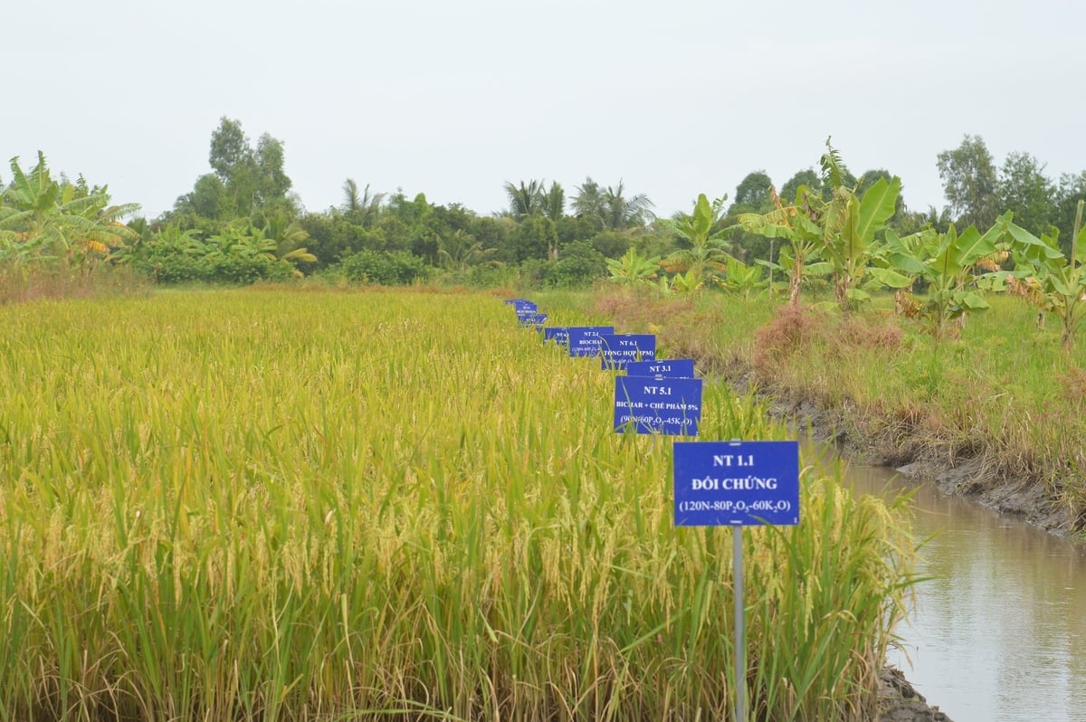 Mô hình ruộng thí nghiệm các biện phán phòng trừ tuyến trùng ký sinh trên cây lúa tại Hợp tác xã Nông nghiệp Thạnh Hòa. Ảnh: Trung Chánh. Mô hình ruộng thí nghiệm các biện phán phòng trừ tuyến trùng ký sinh trên cây lúa tại Hợp tác xã Nông nghiệp Thạnh Hòa. Ảnh: Trung Chánh.
