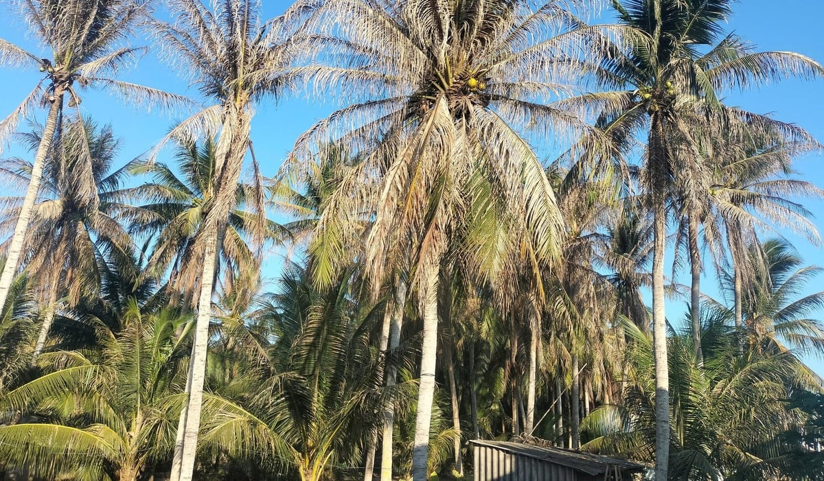 Hiện nay các cơ quan chuyên môn của Sở Nông nghiệp và Môi trường Vĩnh Long tiếp tục tập huấn cho người dân thực hiện quy trình phòng trị sâu đầu đen trên cây dừa. Ảnh: Minh Đảm.