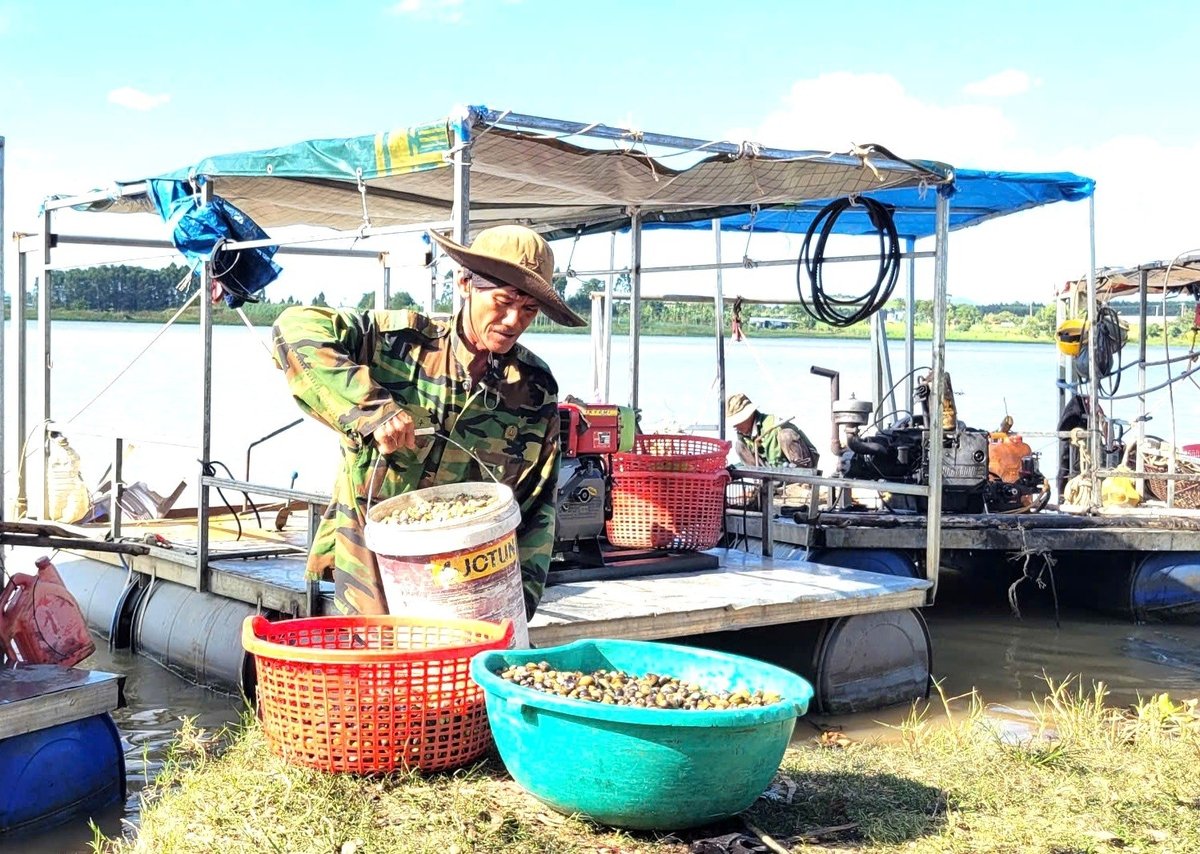 Ông Bảy bên những sọt hến đầy ắp vừa được khai thác dưới lòng hồ thủy điện. Ảnh: Tuấn Anh.