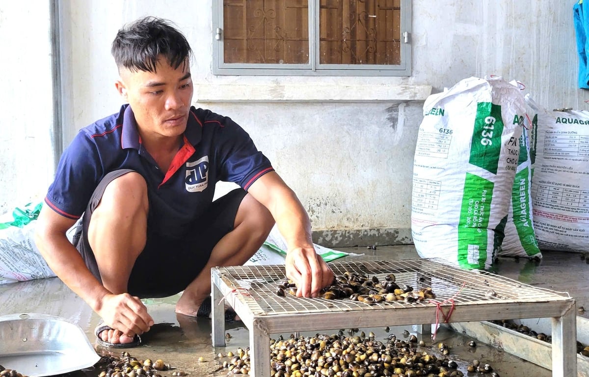Sau khi thu mua, thương lái sàng lọc hến theo nhiều kích cỡ khác nhau rồi vận chuyển đến các đầu mối để đưa sang Campuchia tiêu thụ. Ảnh: Tuấn Anh.