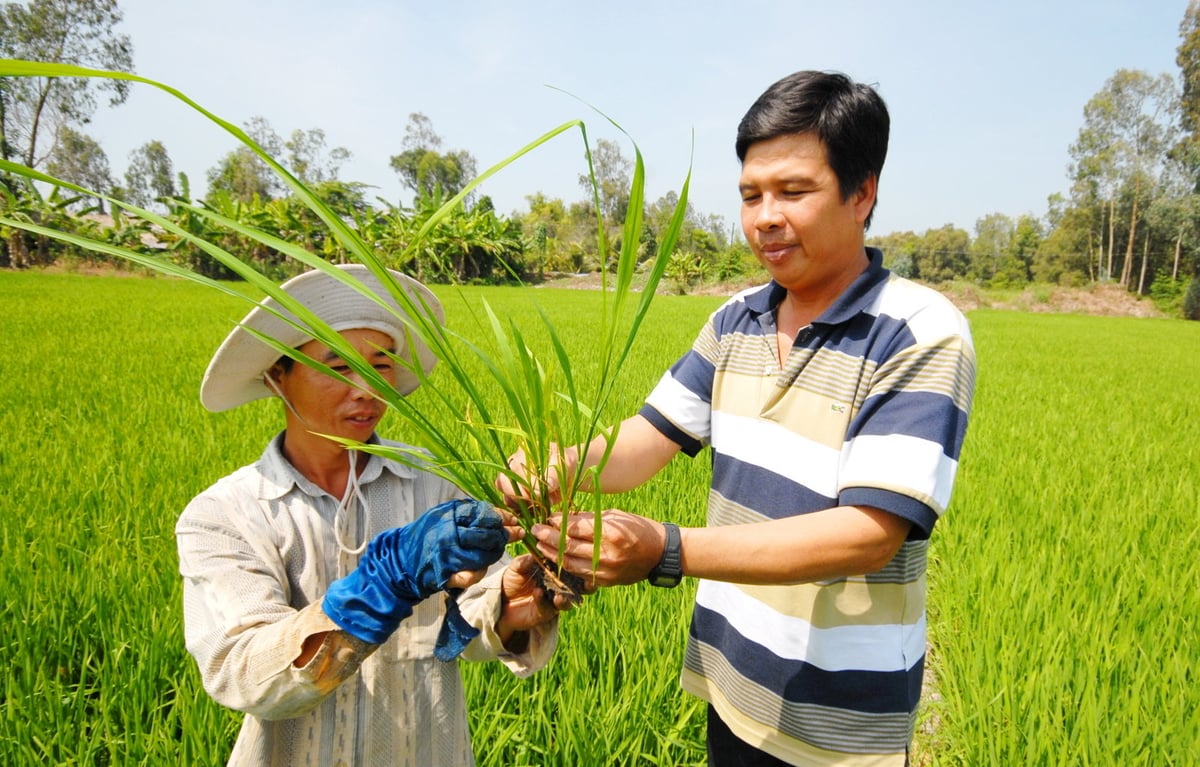 Cán bộ kỹ thuật ngành nông nghiệp hướng dẫn nông dân kiểm tra sự sinh trưởng và tình hình sâu bệnh trên lúa thu đông. Ảnh: Lê Hoàng Vũ.